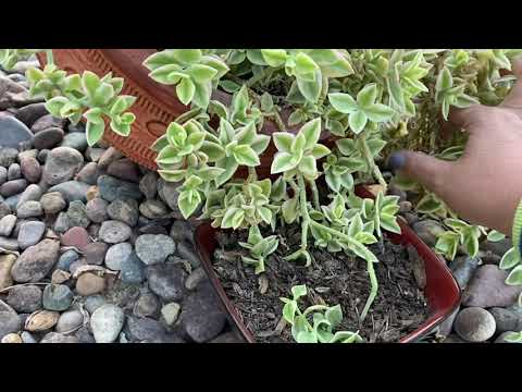 Propagation Tips for Succulent: Aptenia Cordefolia, Red Apple, Baby Rose