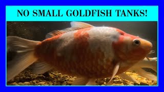 Episode 34: How Big Comet Goldfish Get and Why You Should NOT Use Them as 'Feeder Fish'!
