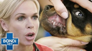 Puppies Poisoned By Deadly Toad | Bondi Vet Clips | Bondi Vet