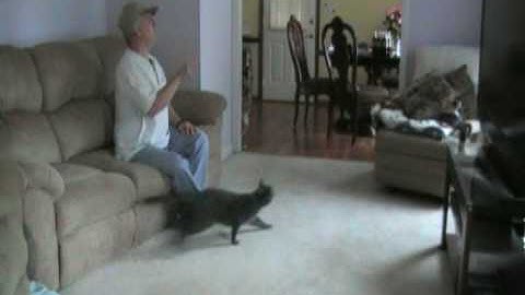 Trained Cat plays Fetch better than a dog!