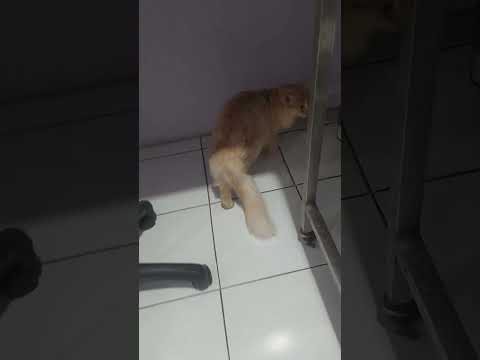 kucing lucu dinasehati ngeyel #cat #kucinglucubandung