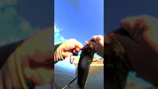 Get Out On The Water El Capitan Bass Fish Report for June 20th #fishing #bass #floattube #fishreport