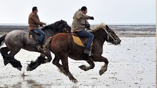 LE CHEVAL AU GALOP EN IMAGE