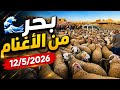 مباشرة من سوق ثلاث سيدي بنور إقليم دكالة تمن الحولي العيد الاضحى 2026 كاين الشاري عاجبو الحال 