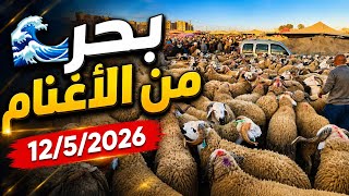 مباشرة من سوق ثلاث سيدي بنور إقليم دكالة تمن الحولي العيد الاضحى 2026 كاين الشاري عاجبو الحال 