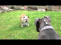 Pitbull vs Bulldog