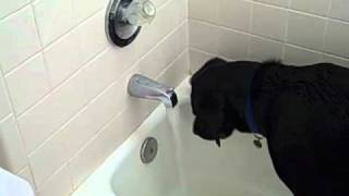 Funny Labrador in the bath turning on the water.