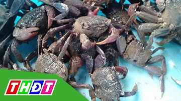 Vào mùa ba khía hội ở Cà Mau | THDT