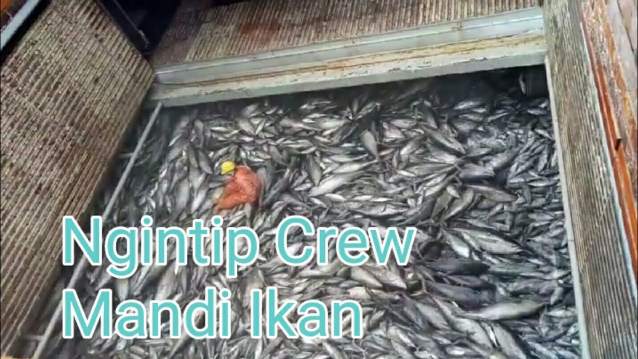Kapal Reefer || Reefer ship Loading - YouTube
