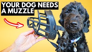 The #1 Way to Muzzle Train Your Dog