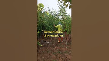 ป้องกันเชื้อราหลังฝนตกพุทราสามรส#พุทราสามรส #โคกหนองนาโมเดล #shorts