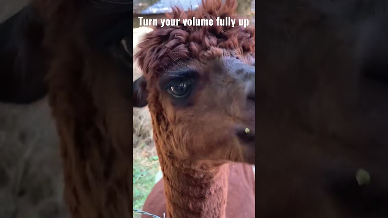 Alpaca eating leaves