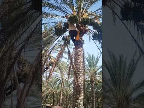 طريقة عمل النخيل دقلة نور في الجزائر فوغالة موسم كيفية ربط العرجون في مدة قياسية و مضمونة