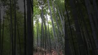 Inside #Kyoto, #Japan  #Arashimaya Bamboo Grove , Japan Tour 202🇯🇵