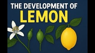 Did Humans Invent Lemons? The Shocking Truth About This Citrus Fruit