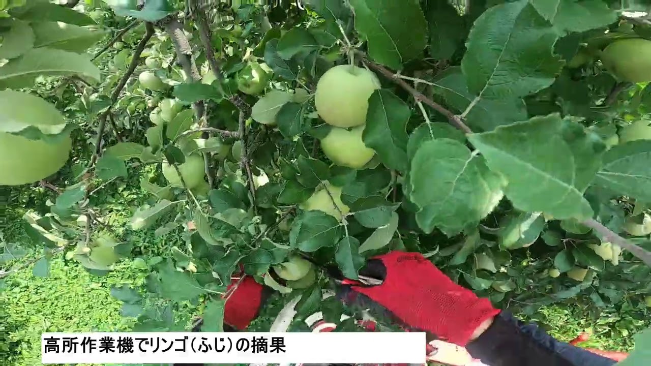 2026年7月22日リンゴの摘果 - YouTube