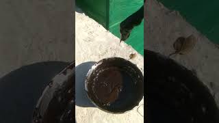 گگلگت بلتستان سے خالص سلاجیت ابھی آرڈر کریں 03171544862