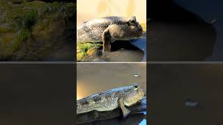 Mudskipper #shorts #short