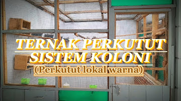 TERNAK PERKUTUT SISTEM KOLONI || perkutut lokal warna🐦