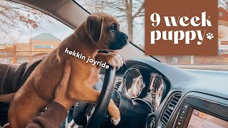PUPPY VLOG: 9 WEEKS 🐾 Driving, Barkour, & Puppy Snuggles 🐶 by Roxie Boxie 336 views 1 month ago 11 minutes, 53 seconds