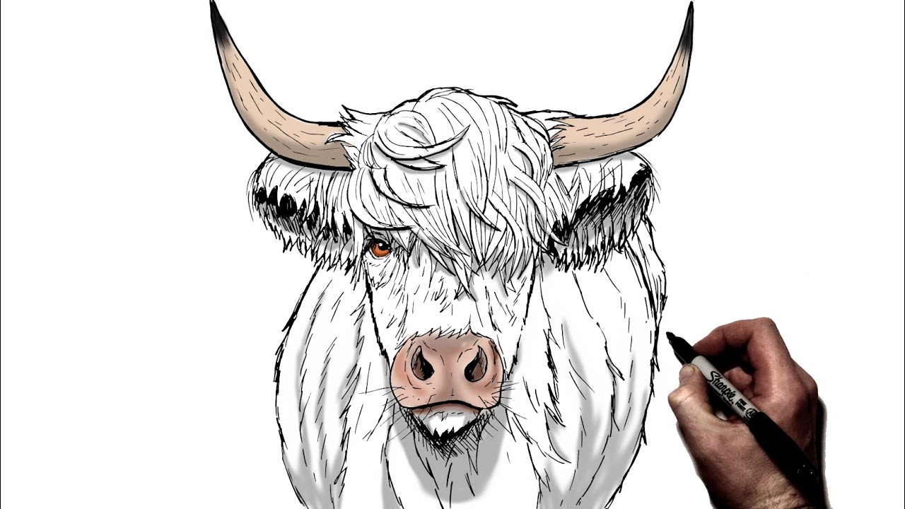 How To Draw A Highland Cow | Step By Step - YouTube