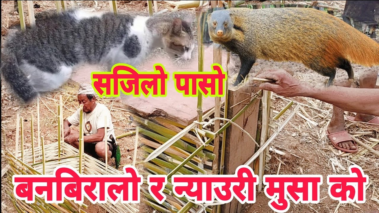 बनबिरालो र न्याउरी मुसा को सजिलो पासो बनाउने तरिका आयो है पूरा भिडियो हेर्नू होला ।