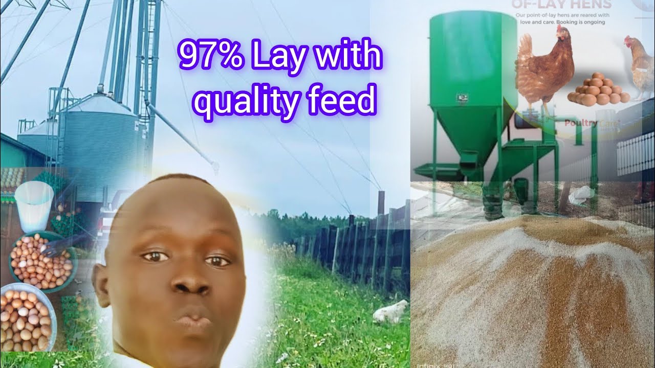 No 1 Mistake to Avoid In order to hit 97% Lay In Poultry Farming - YouTube