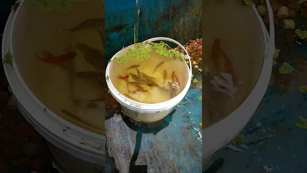 Ikan Seluang pulang petang - YouTube