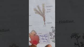 PLANT KINGDOM , Class 11 NCERT LINE BY LINE IN ODIA LANGUAGE
