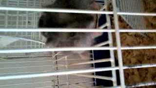 Hamster Gulosa: Lucrézia