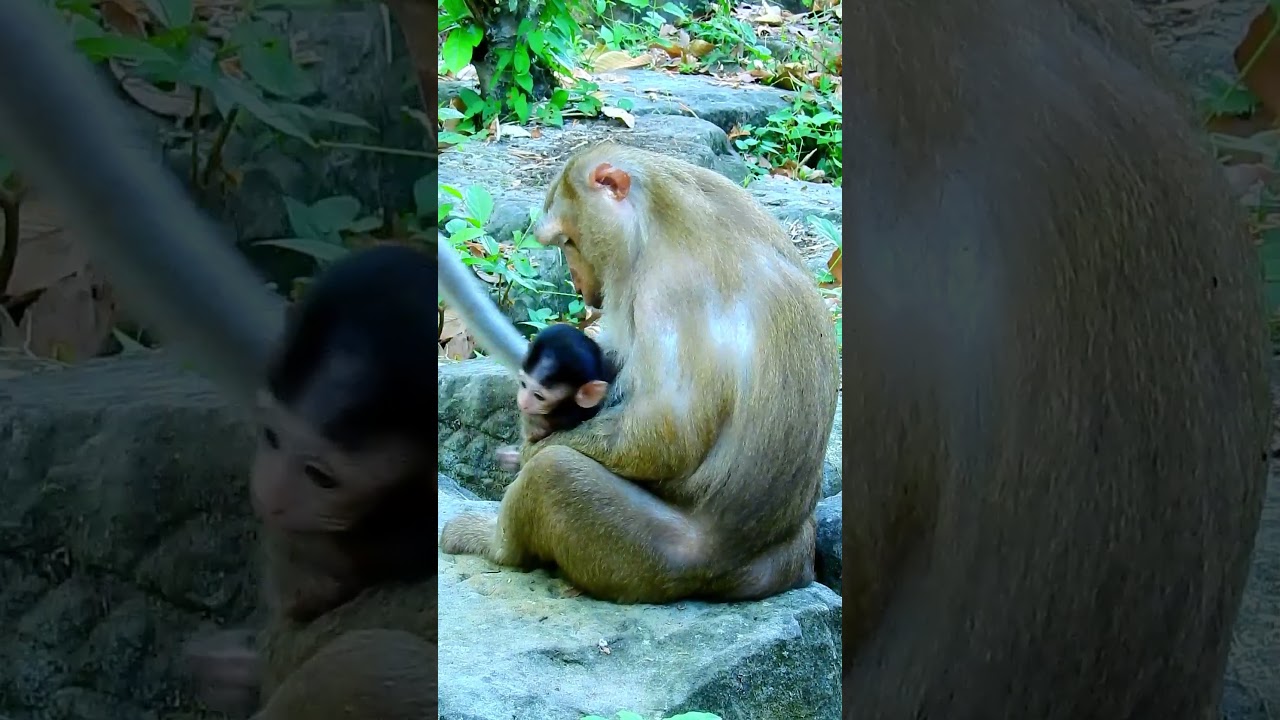 Button feels lovely with newborn acting very excited. 