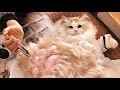 ASMR 🐱🐾고양이 발바닥 따끔침 한방 클리닉✨고양이 전용 에스테틱 / 수지침 / 대왕 젤리 / 따끔 단어 반복 / 침 놓기 / 후시녹음/ 팅글 100% 보장 /Roleplay