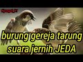 Masteran burung gereja tarung jernih JEDA