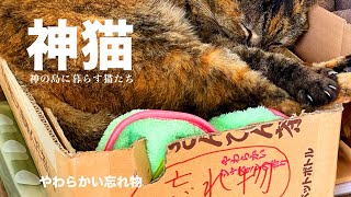 【猫の島】初めてなのに何故か懐かしい場所 神の島「久高島」で暮らす猫達 どこか神秘的で独自の猫時間が流れているようにも思えました。