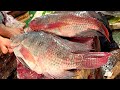Amazing Big Tilapia Fish Cutting In Bangladesh Local Market | Fish Cutting Skills