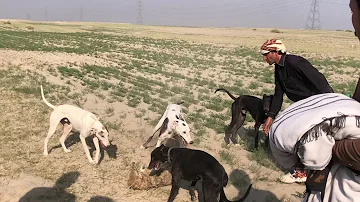 Jackal Surrounded By Greyhound Dogs 😱😱