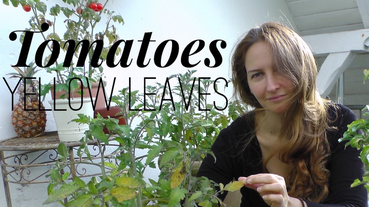Tomatoes Problems: Yellow Leaves On Tomato Plants On How To Grow A Garden With Scarlett - Youtube