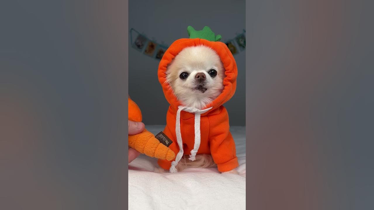 Chihuahua Cedric Howls A Song Of His People