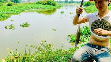 Câu cá Bình Mỹ, Củ Chi #laibinhdinh