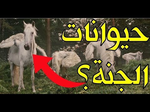 فيديو: نوع آخر من العمليات العسكرية للأنصار البيلاروسيين