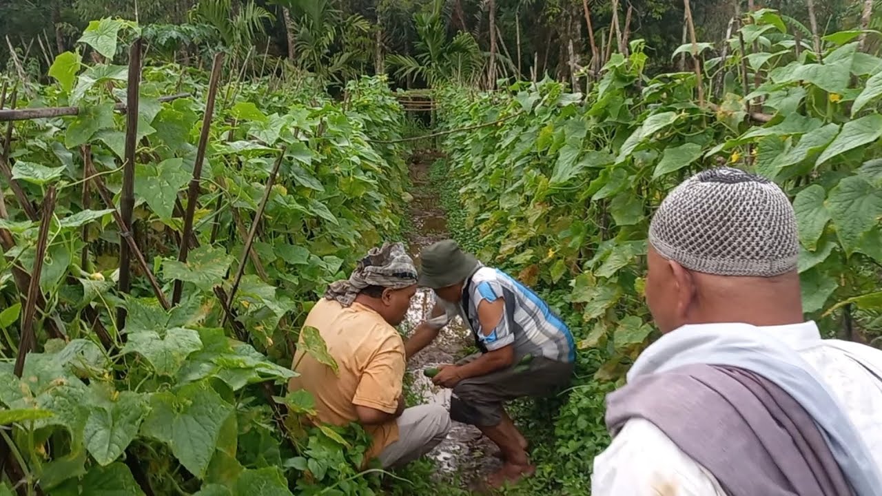 Anak Oppung Nengel Hampir Insaf..!! #oppungnengel #tapanuliselatan #lawaktapsel