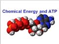 Energy Processes in Living Organisms