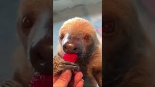 Sloth Enjoying Strawberry