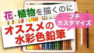 【水彩色鉛筆】花や植物を描くのにオススメの水彩色鉛筆は？失敗しない水彩色鉛筆選び｜自分流にプチカスタマイズして使う