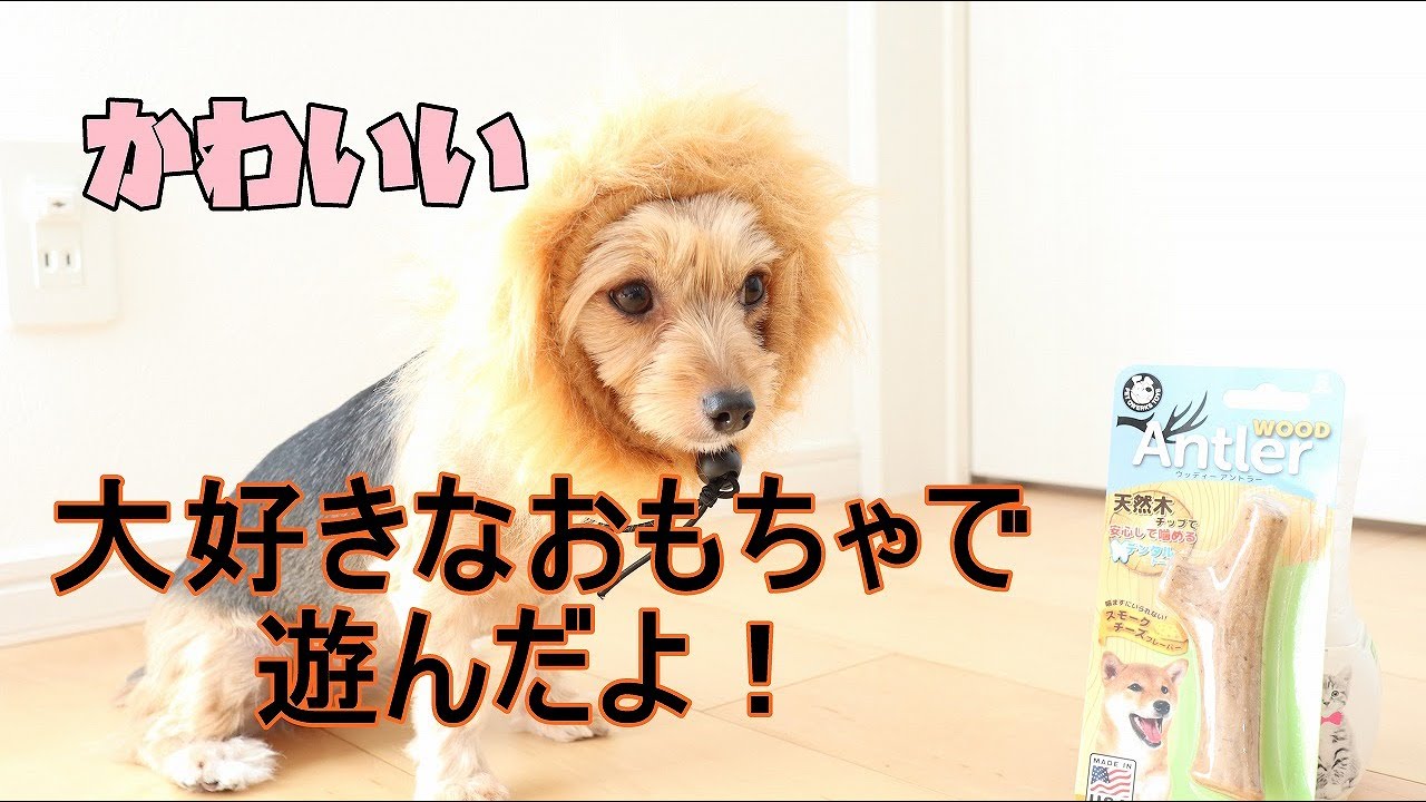 めちゃかわいい 大好きなおもちゃで遊ぶ 犬動画 犬癒し Youtube