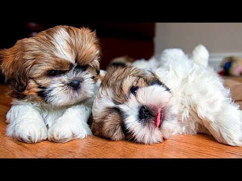 ши тцу фото щенки
