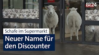 Werbegag Discounter Nutzt Hype Um Shoppende Schafe Abendschau Br24