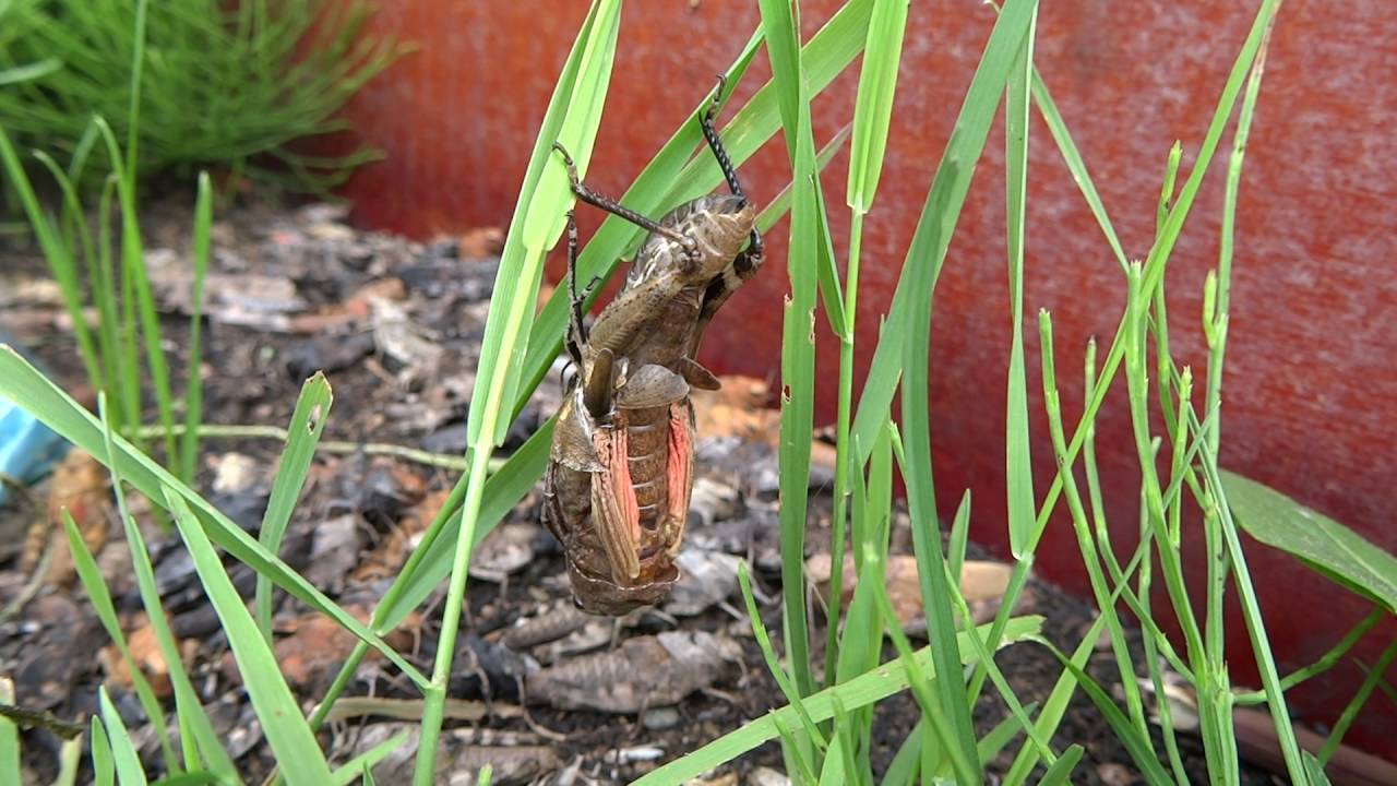 Trumgräshoppa, ömsning Psophus stridulus