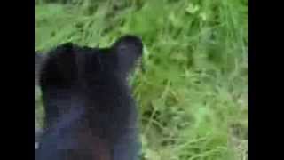Bear At Mendenhall Glacier, Alaska