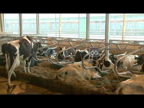 GEA Dairy Farming - CowView: Easy, accurate, comprehensive management for any herd